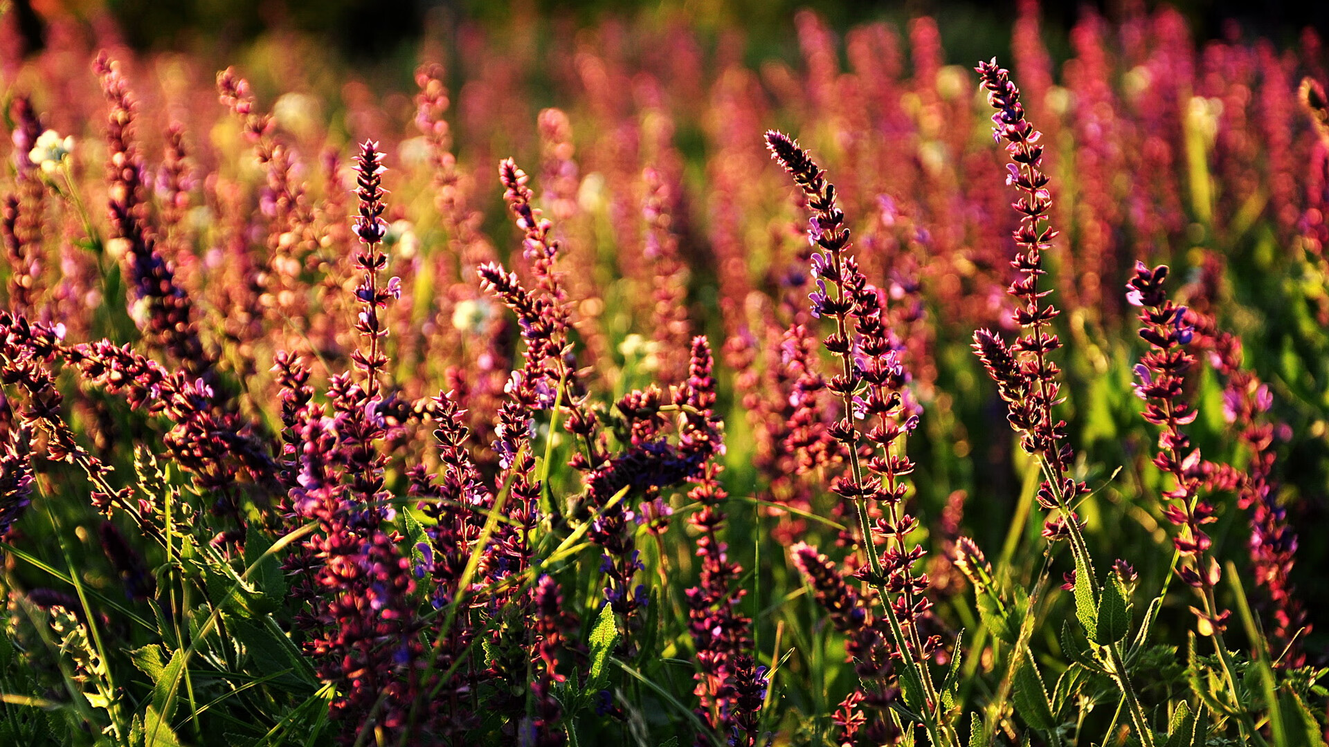 俱乐部管理模式不断优化升级,俱乐部管理中心是什么