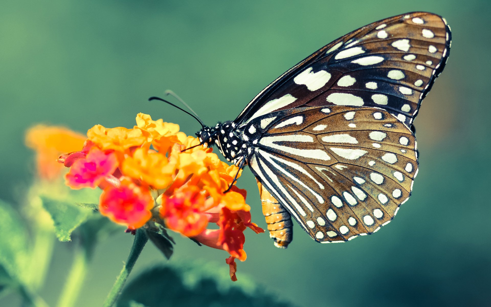 AYX GAMING-“法甲明星闪耀全场，引领球队迈向胜利”，法甲十大球星