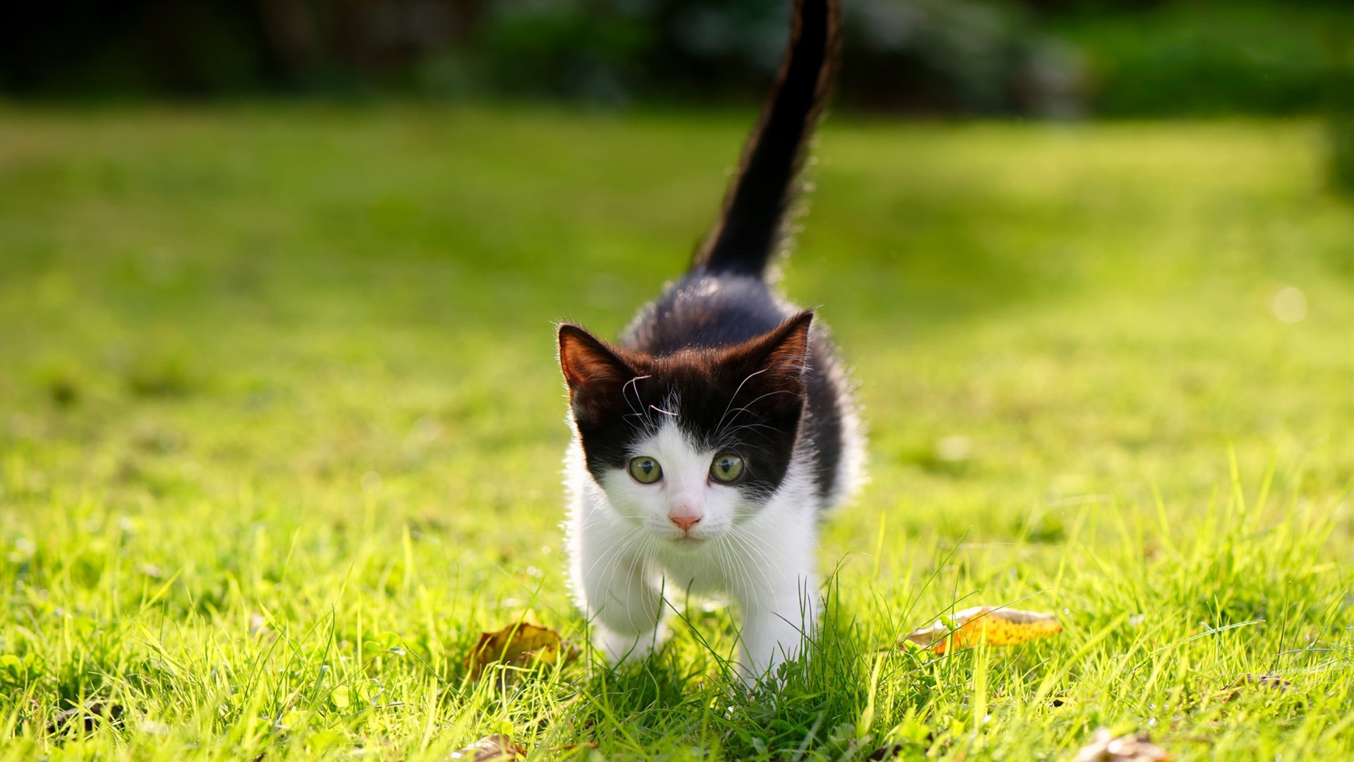 《Dota 2奇迹逆转,震撼现场见证奇迹》,dota2奇迹哥miracle去哪个队了